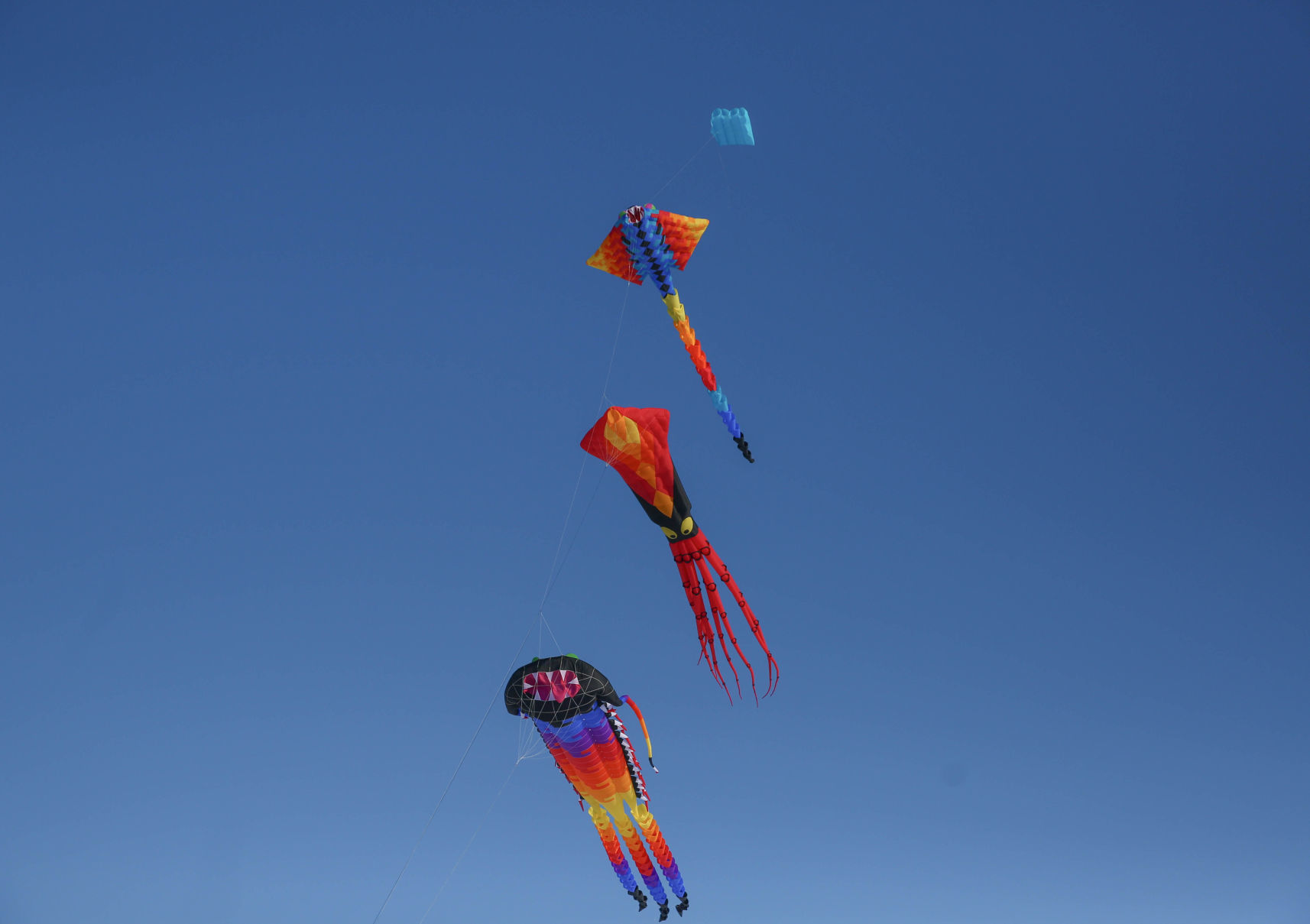 Color the Wind kite festival 02-15-2020 (66).jpg